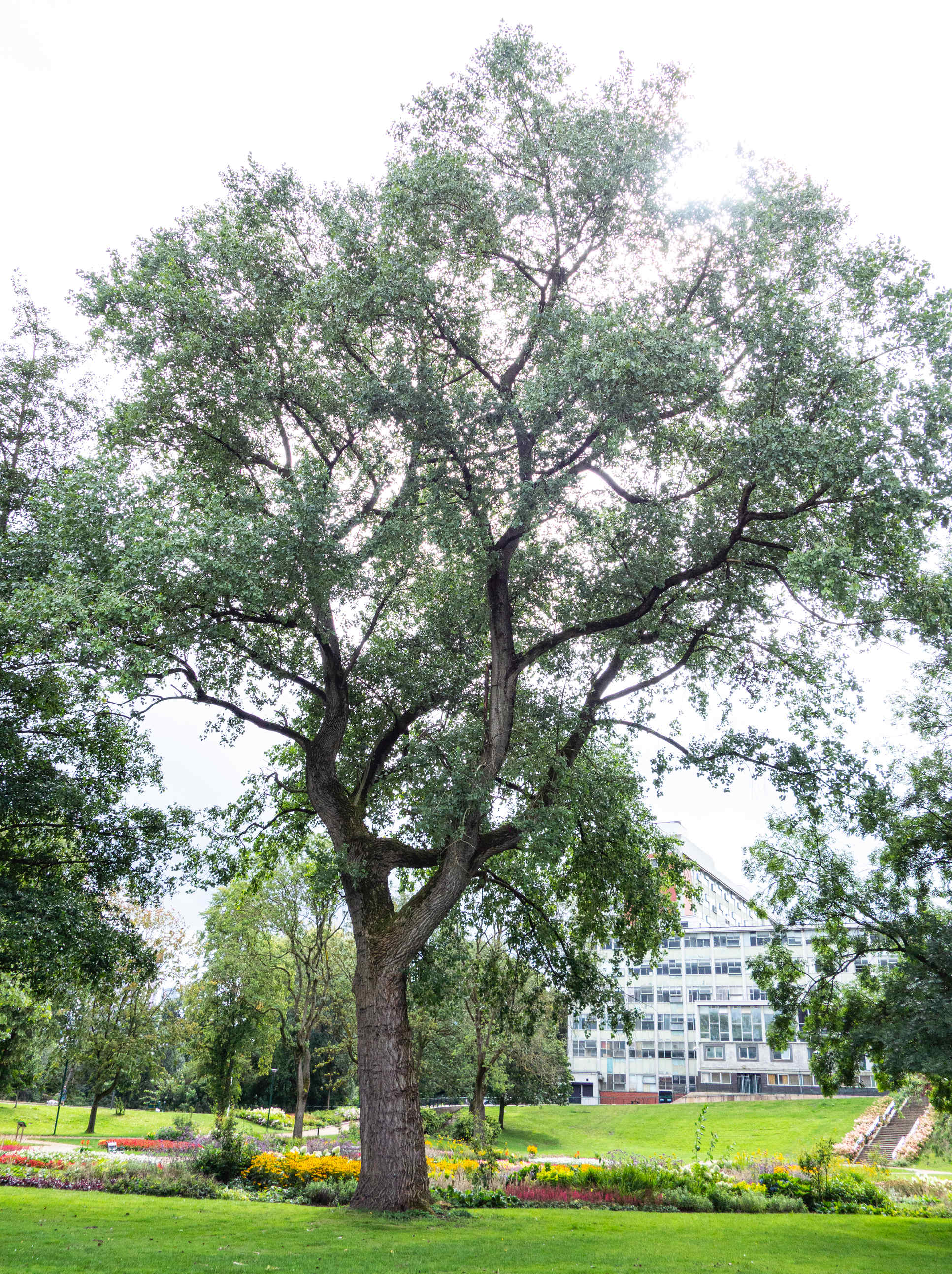 black-poplar-university-of-salford